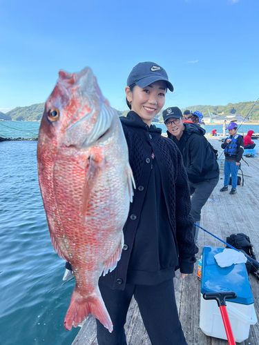 マダイの釣果