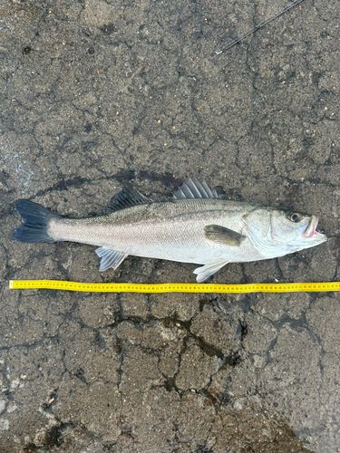 秋田火力発電所前