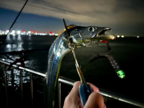 タチウオの釣果