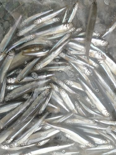 ワカサギの釣果