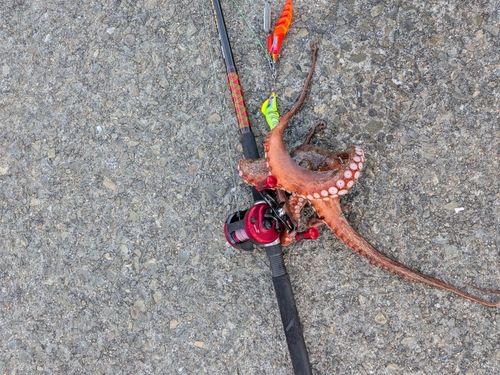 タコの釣果