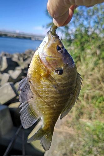 ブルーギルの釣果