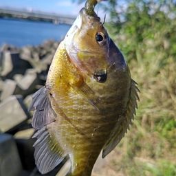 ブルーギル