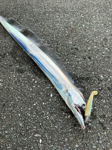 タチウオの釣果