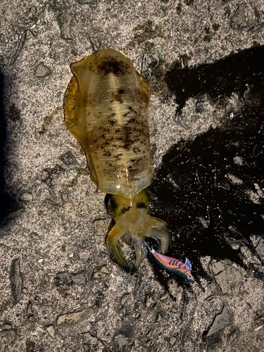 アオリイカの釣果