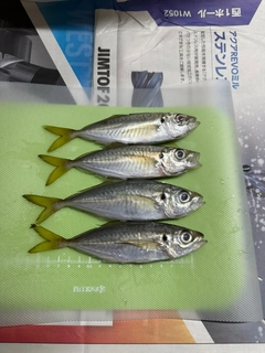 アジの釣果
