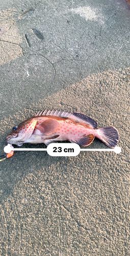 オオモンハタの釣果