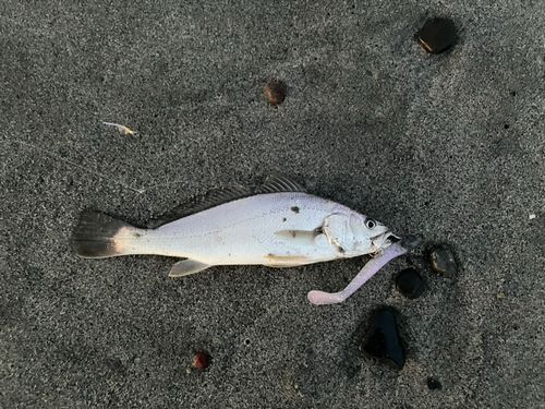 ニベの釣果