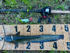 マナマズの釣果