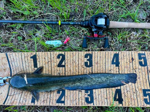 マナマズの釣果