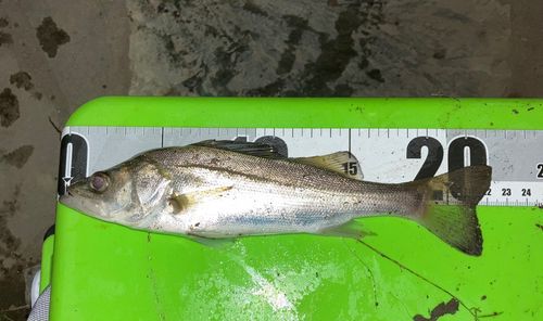セイゴ（マルスズキ）の釣果