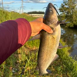 アメリカナマズ