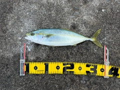 フクラギの釣果