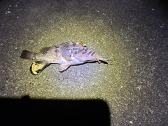 クロソイの釣果