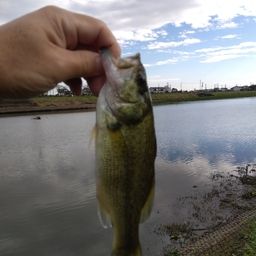 ラージマウスバス