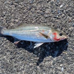 セイゴ（マルスズキ）