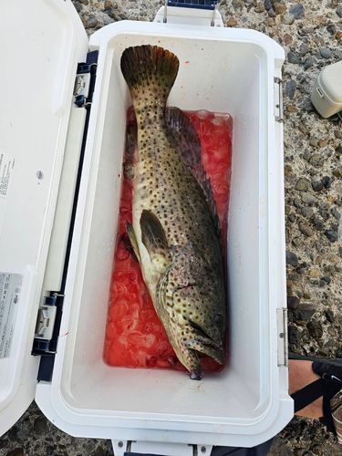 ヤイトハタの釣果