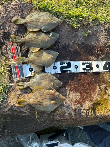 カワハギの釣果