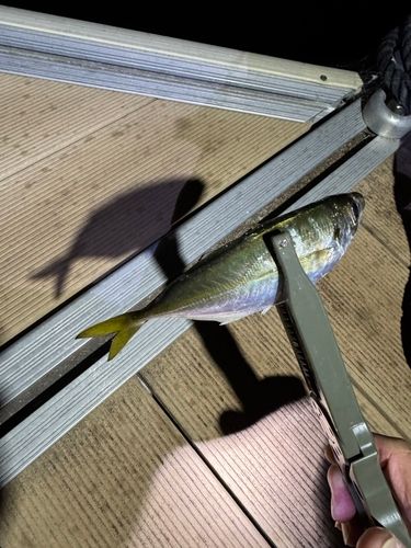 マアジの釣果