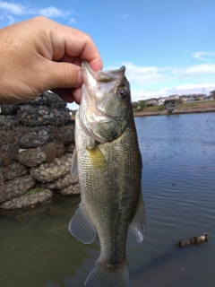 ラージマウスバスの釣果