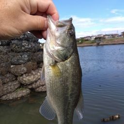 ラージマウスバス