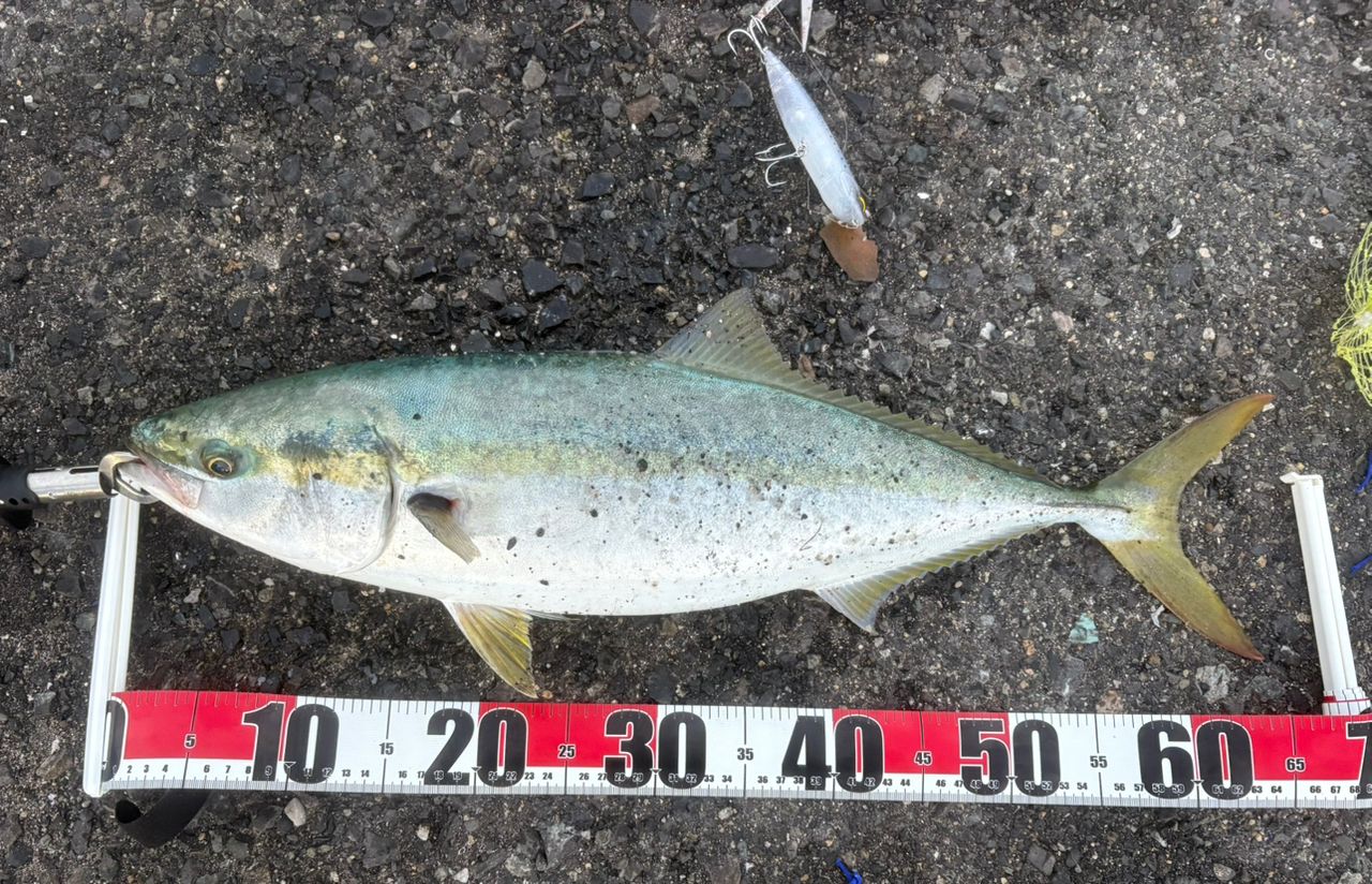 SHIMANO 20ネッサ エクスチューン S108M+の最安値・インプレ