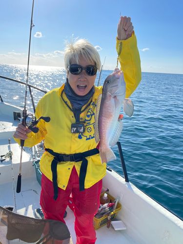 アマダイの釣果