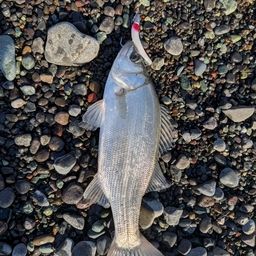 セイゴ（ヒラスズキ）