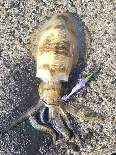 アオリイカの釣果