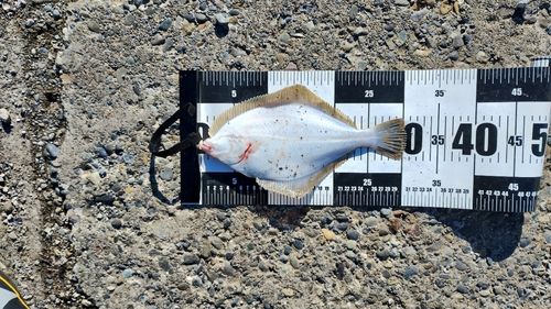 イシガレイの釣果