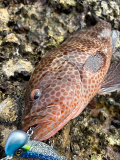 オオモンハタの釣果