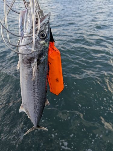 サゴシの釣果