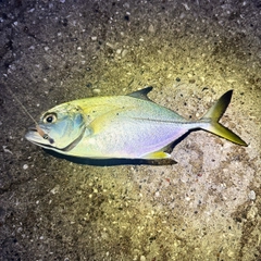 ギンガメアジの釣果