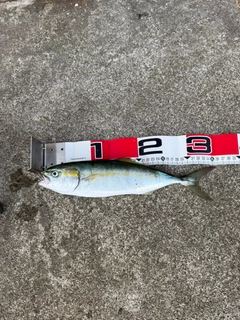 フクラギの釣果