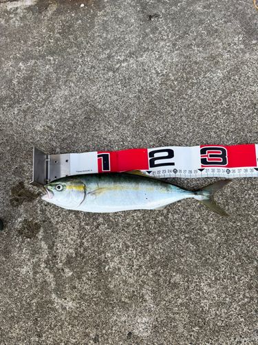 フクラギの釣果