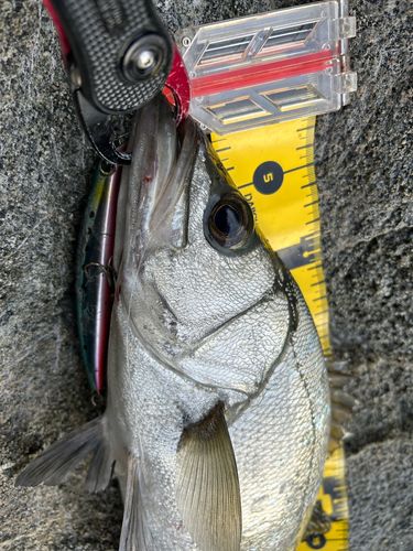 ヒラスズキの釣果