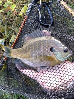 ブルーギルの釣果