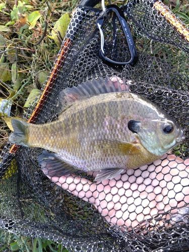 ブルーギルの釣果