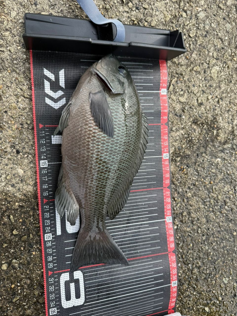 DAIWA 19インプレッサ 4-53遠投の最安値・インプレ・釣果 | 本音の