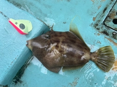 カワハギの釣果