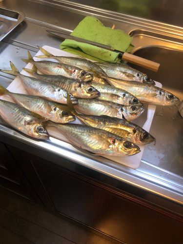 アジの釣果