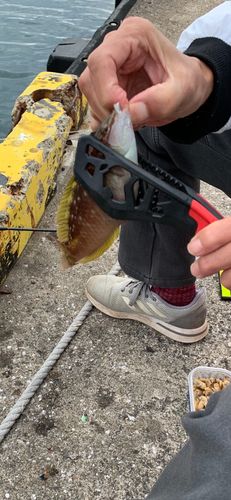 ニシキベラの釣果