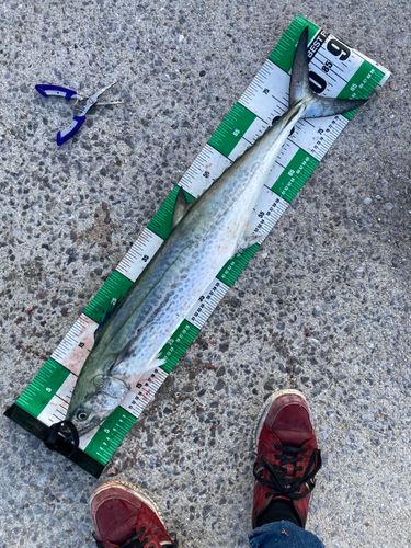 サワラの釣果