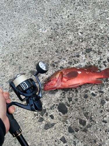 アカハタの釣果