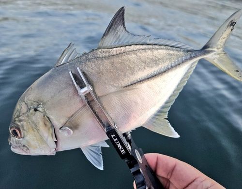 ギンガメアジの釣果