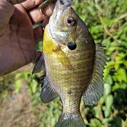 ブルーギル
