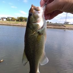 ラージマウスバス