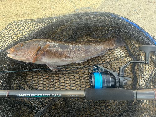 アイナメの釣果