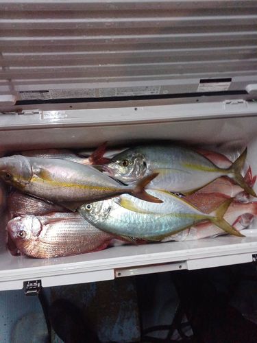 シマアジの釣果
