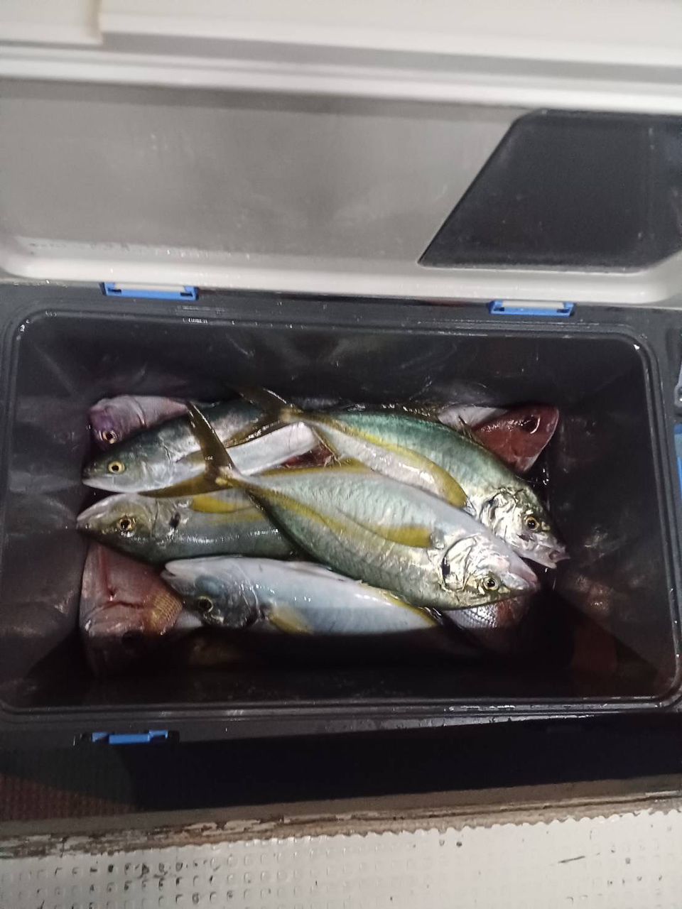 充丸（みつまる）女将さんの釣果 2枚目の画像